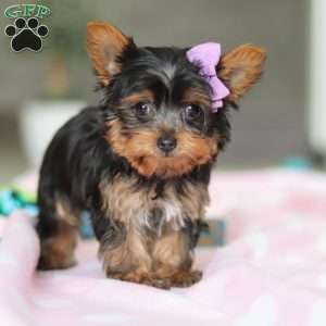 Daisy, Yorkie Puppy